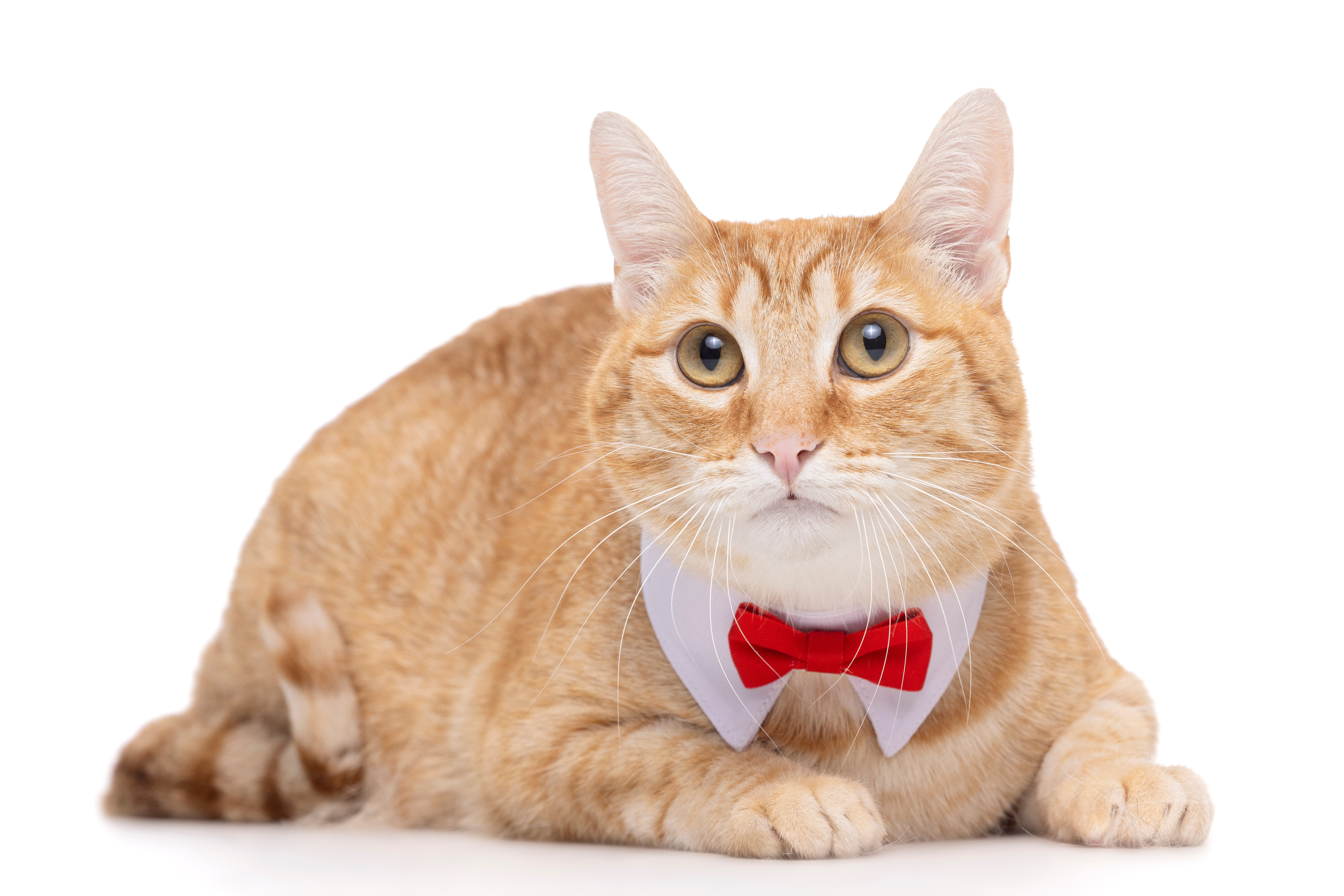 Gotoo - N&oelig;ud papillon Rouge pour Chat Image num&eacute;ro 2