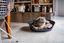 Ferplast - Corbeille Siesta Deluxe 4 Dark Grey pour Chiens Indicateur image numéro 9