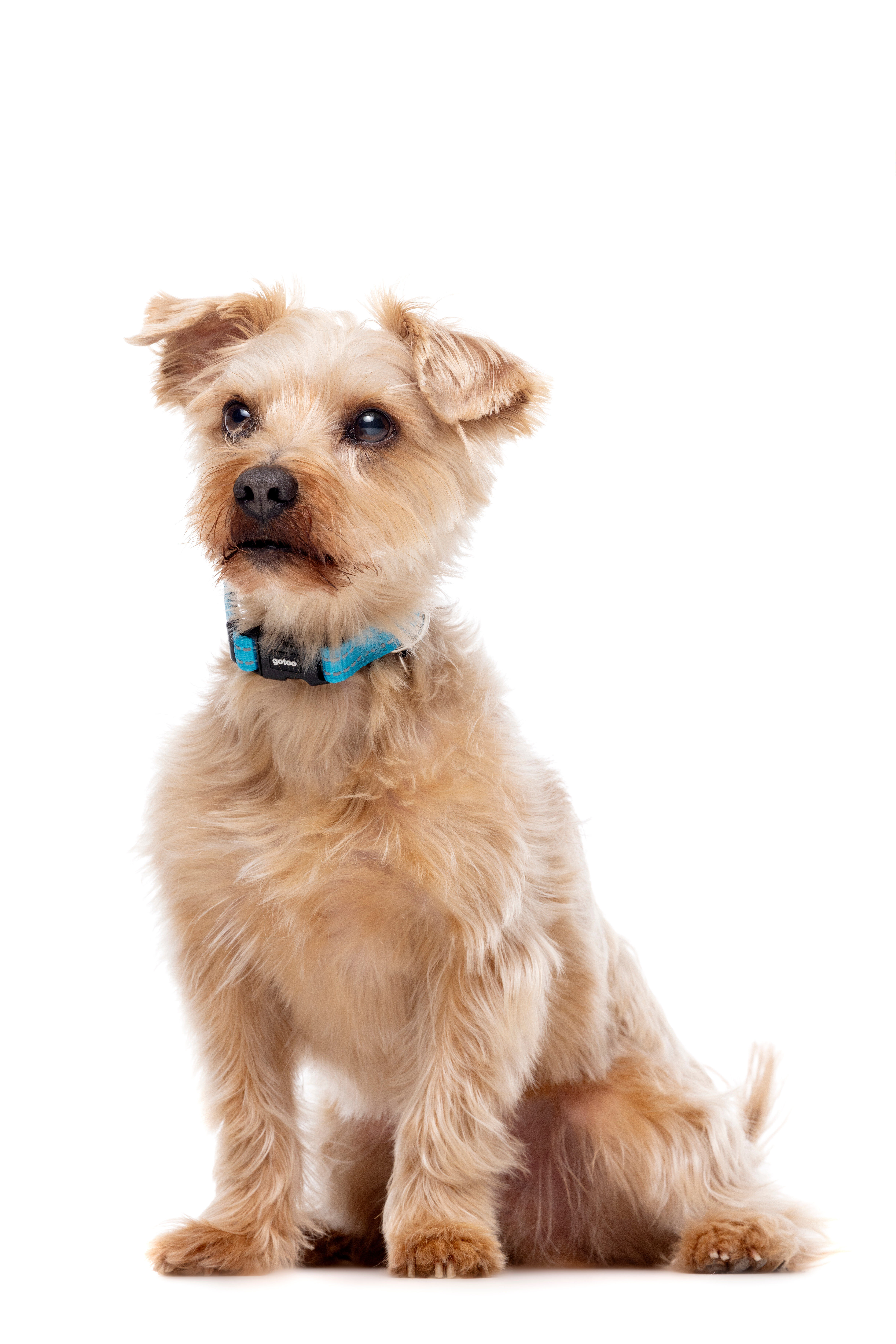 Gotoo - Collier Essentials en Nylon Premium Bleu pour Chien Image num&eacute;ro 2