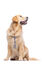 Gotoo - Laisse ZigZag pour chien - M Indicateur image numéro 4