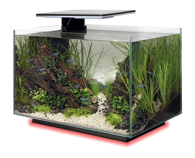 Superfish - Aquarium Quadro 40 Multi Colour - Noir Image numéro 11 Superfish - Aquarium Quadro 40 Multi Colour - Noir Image numéro 11