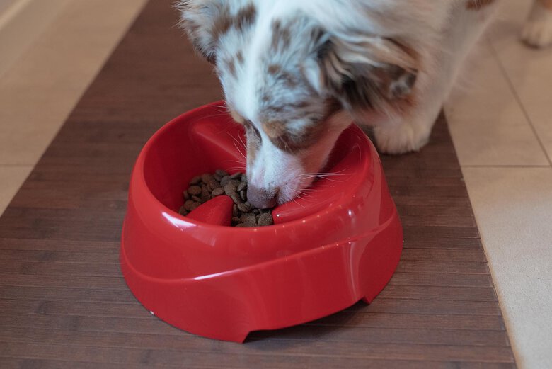 Ferplast - Ecuelle Anti-glouton Magnus Slow Rouge - L Image numéro 7 Ferplast - Ecuelle Anti-glouton Magnus Slow Rouge - L Image numéro 7