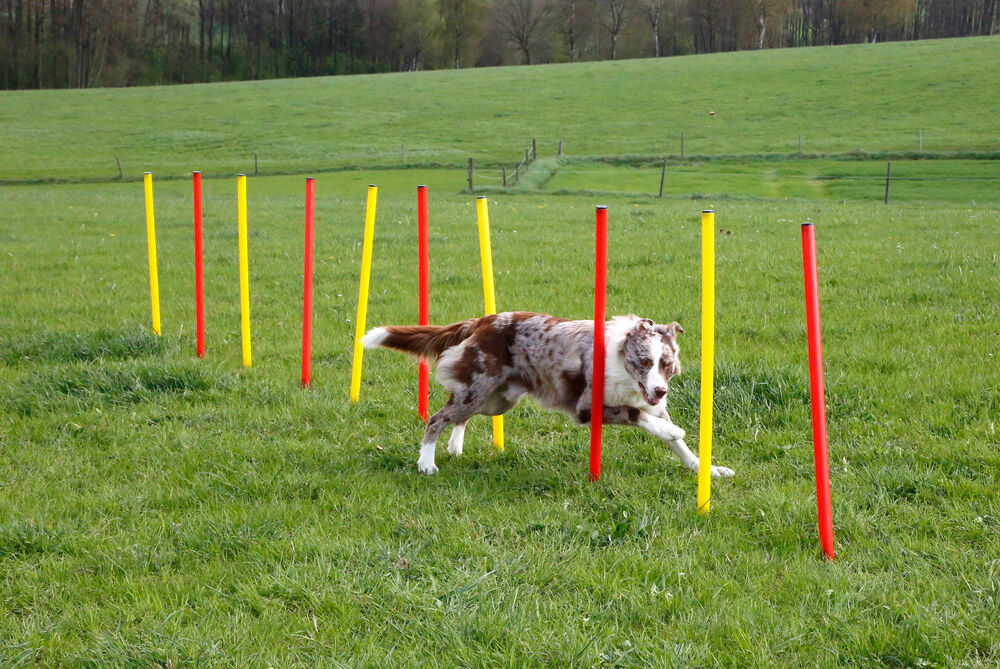Kerbl - Kit Complet Agility pour Chiens Image num&eacute;ro 2