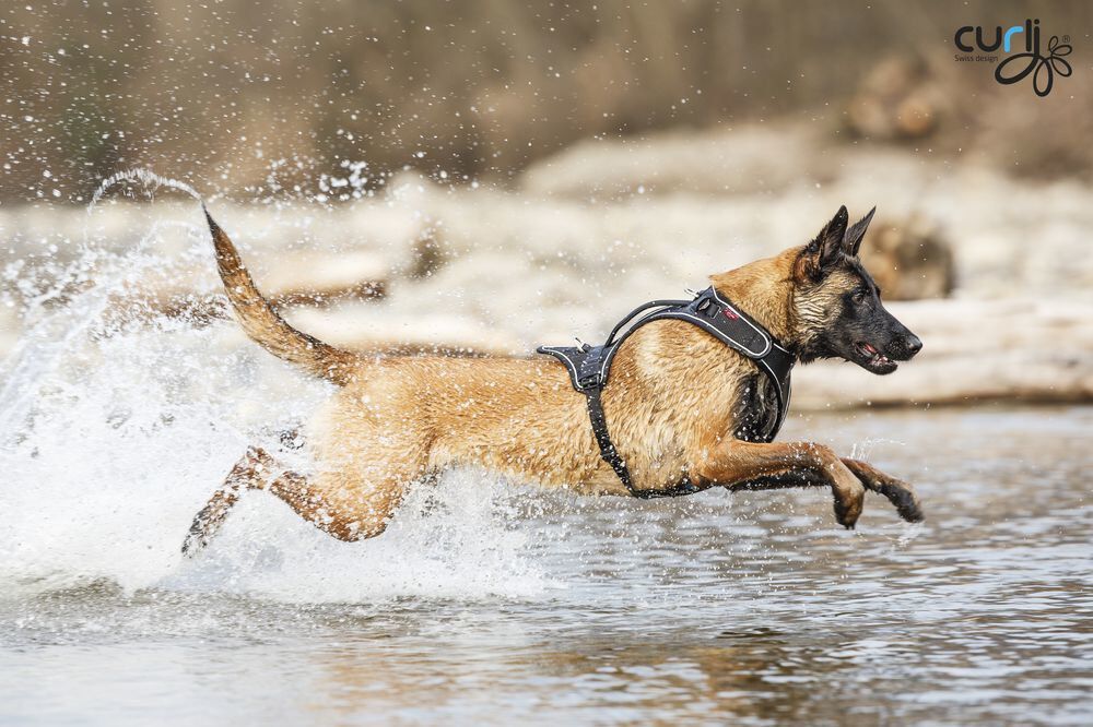 Curli - Harnais Belka Air-Mesh en Noir pour Chiens - S Image num&eacute;ro 4