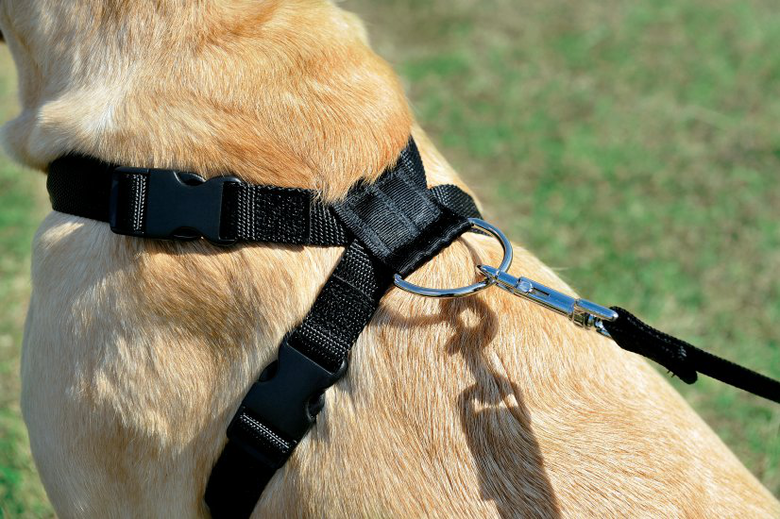 Zolux - Harnais de Sécurité Auto pour Chien - S Image numéro 8 Zolux - Harnais de Sécurité Auto pour Chien - S Image numéro 8