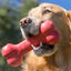 Kong - Jouet Goodie Bone pour Chien - S Indicateur image numéro 4