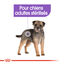 Royal Canin - Sachets Sterilised en Mousse pour Chien - 12X85g Indicateur image numéro 3