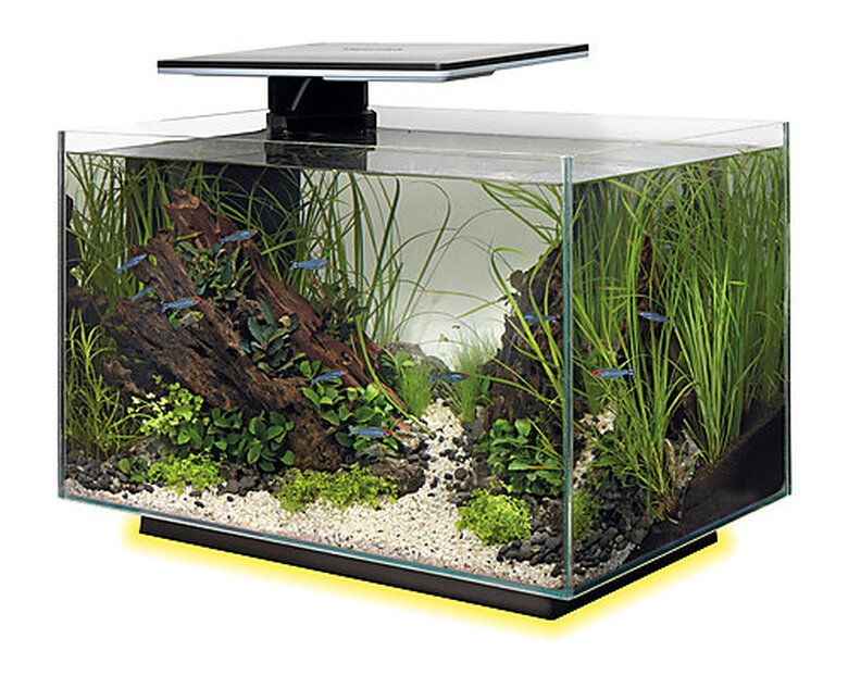 Superfish - Aquarium Quadro 40 Multi Colour - Noir Image numéro 7 Superfish - Aquarium Quadro 40 Multi Colour - Noir Image numéro 7