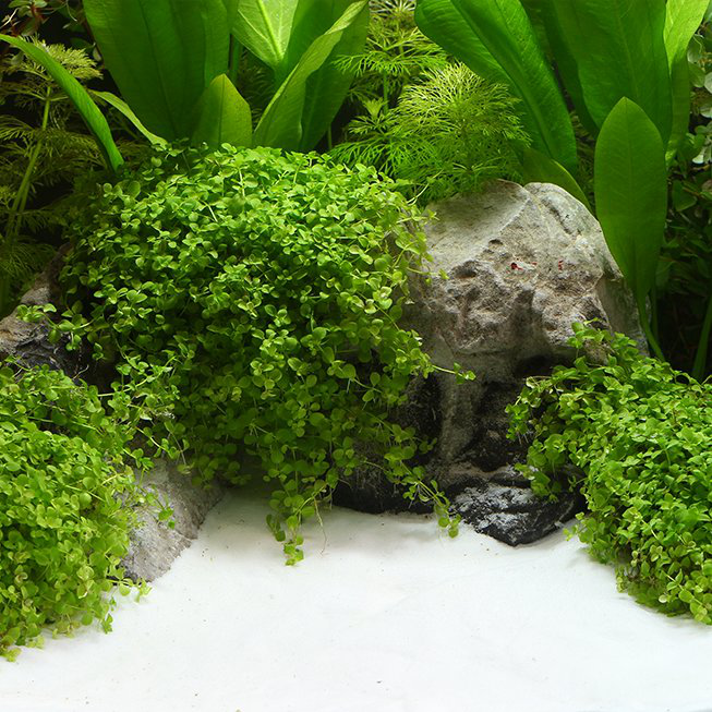 Dennerle - Gravier naturel Bairaman 0,1-0,3 mm Eau Douce - 2,5Kg Image num&eacute;ro 2