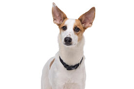 Gotoo - Collier Essentials en Nylon Noir pour Chien