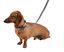 Bobby - Collier Pretty Vert XS pour Chiens - XS 28cm Indicateur image numéro 2
