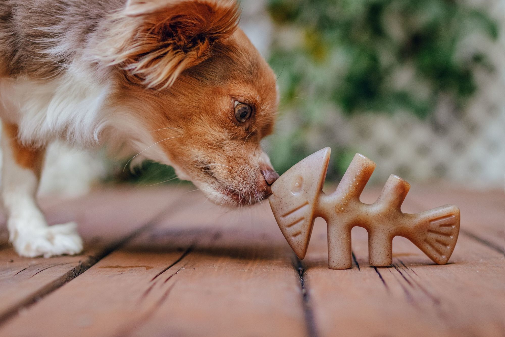 Benebone - Jouet Tiny Pack Fishbone - X2 Image num&eacute;ro 4