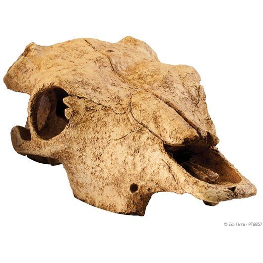 Exo Terra - Cachette Cr&acirc;ne de Bison pour Reptiles Image num&eacute;ro 1