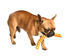Bobby - Jouet Scouby Orange pour Chiens - S Indicateur image numéro 2