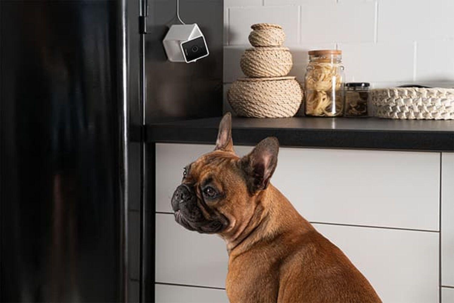 Petcube - Petcube Pet Cam pour Chiens et Chats - x1 Image num&eacute;ro 6