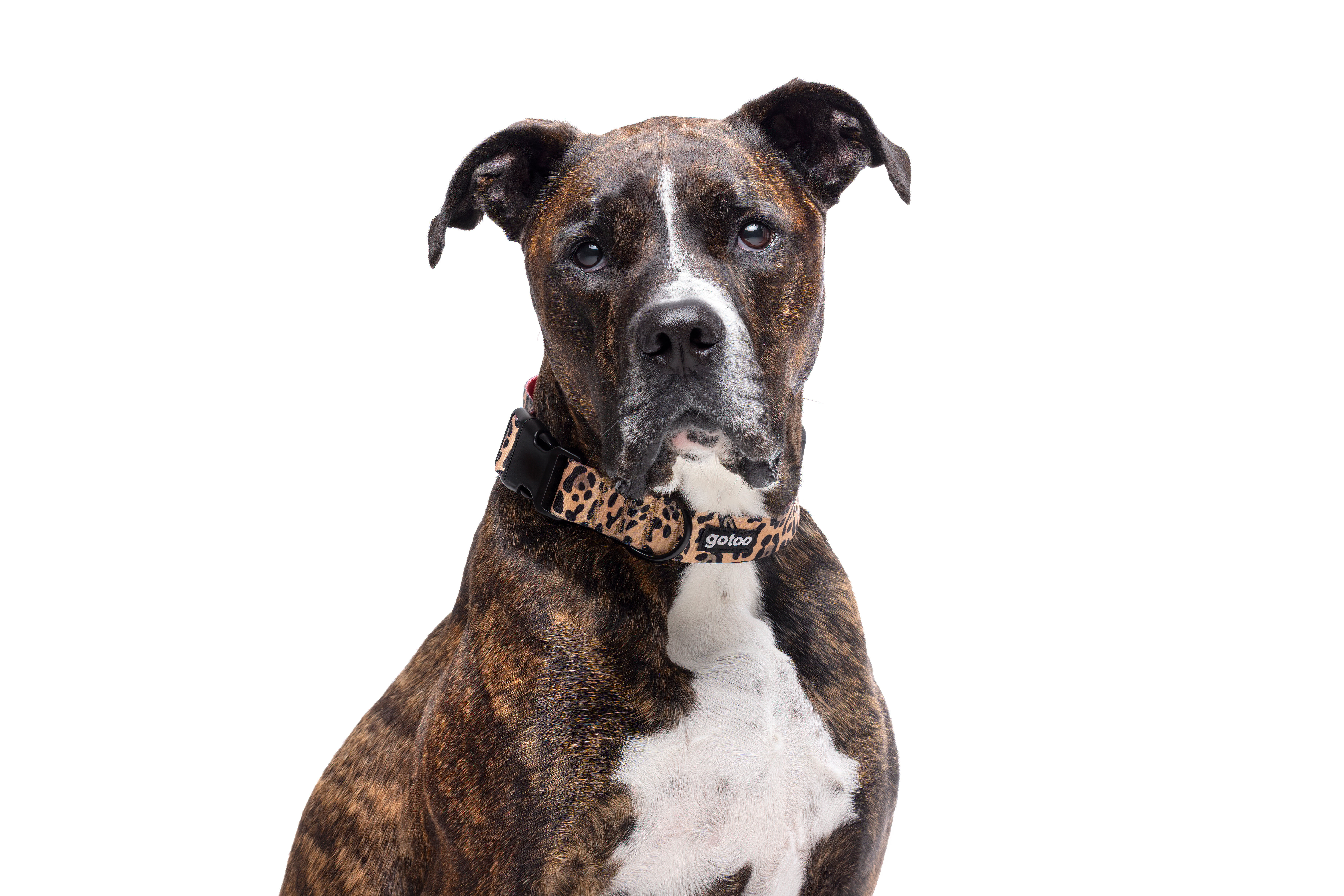 Gotoo - Collier Leopard pour Chien - XS Image num&eacute;ro 3