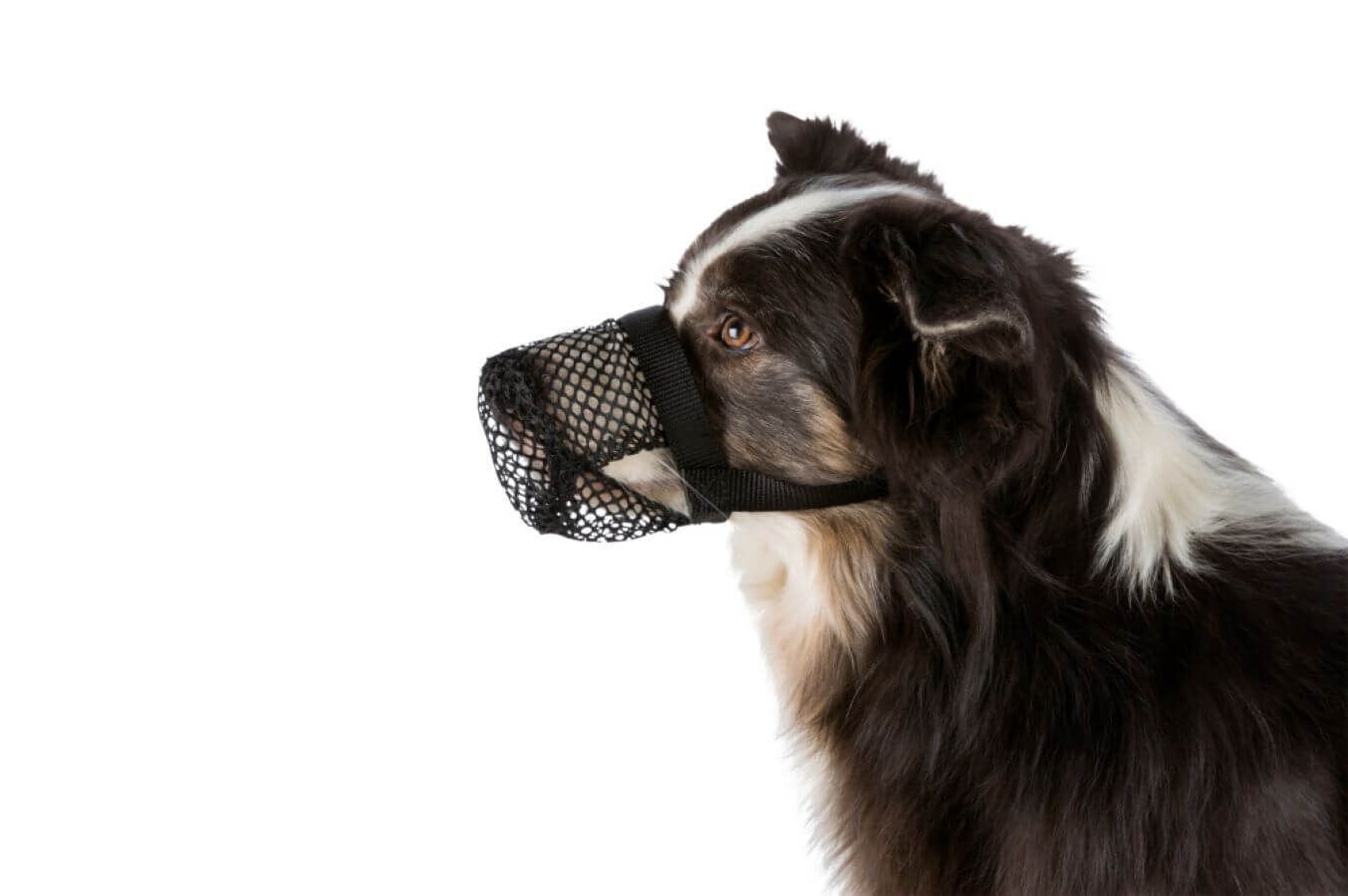 Trixie - Protection Anti Intoxication pour Chiens - XS Image num&eacute;ro 2