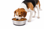Leeby - Gamelle en Inox Antid&eacute;rapante pour Chiens - S/350ml Indicateur image num&eacute;ro 1