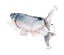 Flamingo - Jouet Electronique Flounder Poisson - 29cm Indicateur image numéro 4