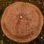 Eublepharis - Cachette Bilbo pour Reptiles - 20cm Indicateur image numéro 3