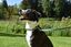 Bobby - Collier Pretty Vert S pour Chiens - S 40cm Indicateur image numéro 2