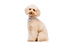 Gotoo - Collier Vichy Gris pour Chien - XS Indicateur image numéro 4