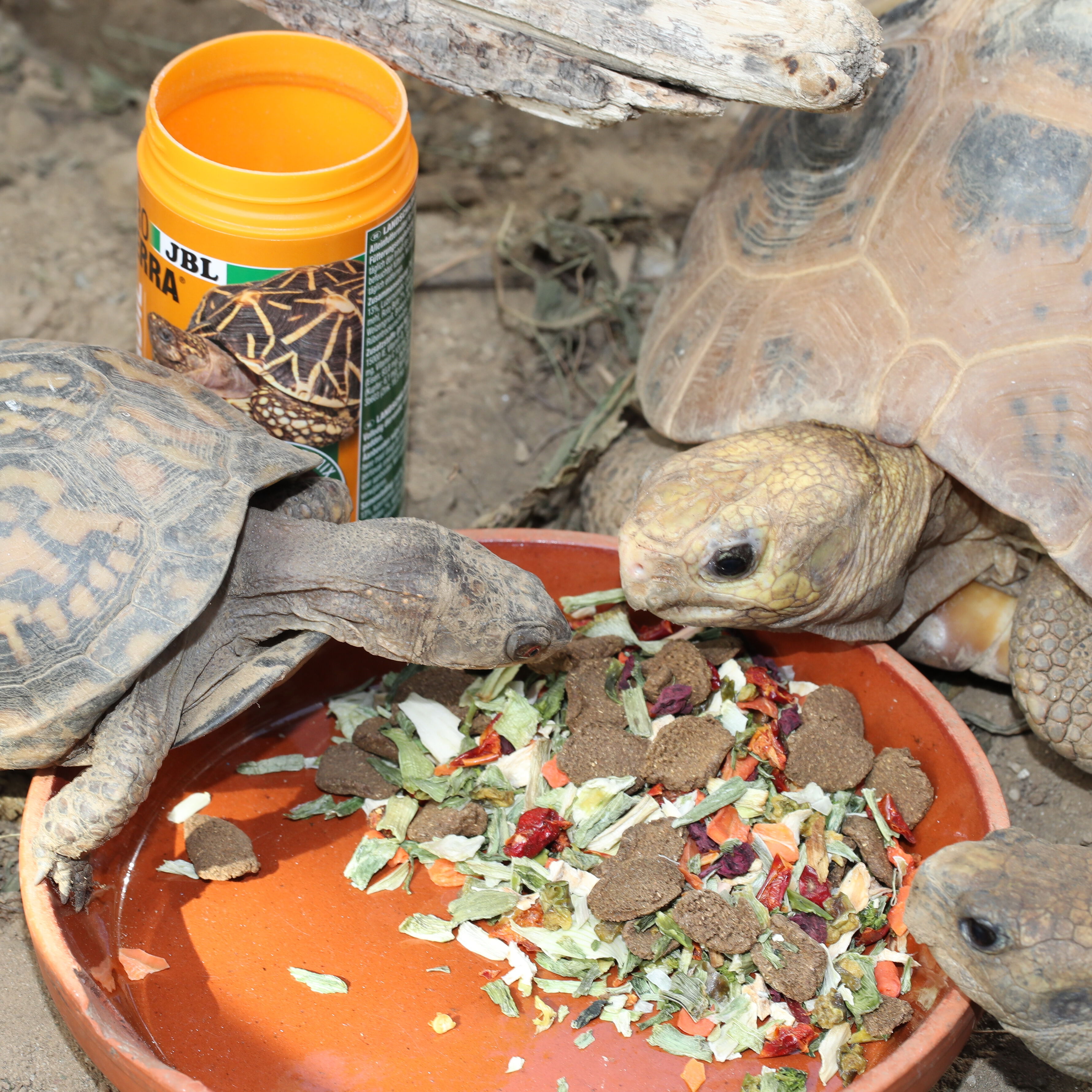 JBL - Aliment Proterra Vegabil pour Tortues Terrestres - 250ml Image num&eacute;ro 5