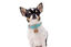 Gotoo -  Charm à Nœud Papillon pour Chien - S Indicateur image numéro 2