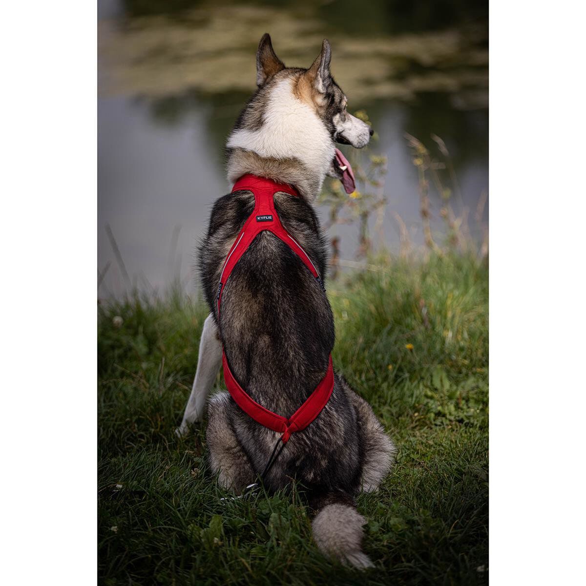 Kyflie - Harnais de Traction Ludus rouge pour Chien - T1 Image num&eacute;ro 2