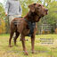 Kurgo - Harnais de Sécurité "Smart" Noir pour Chiens - XS Indicateur image numéro 3