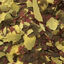 Amtra - Aliment Pro Oranda Flake - 1000ml Indicateur image numéro 2