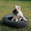 KONG - Jouet Pneu Extreme Tyres pour Chiens - M/L Indicateur image numéro 4