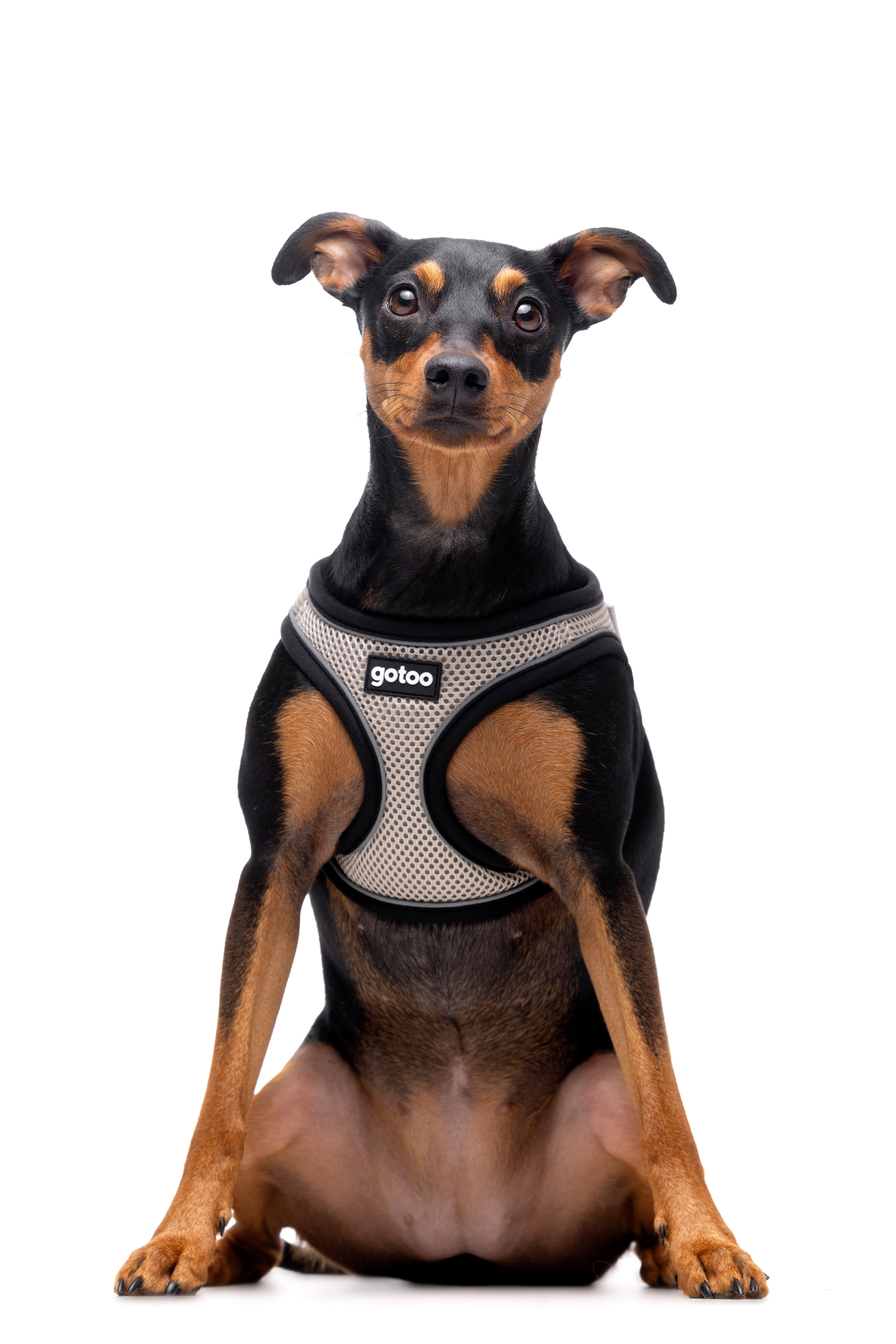 Gotoo - Harnais en Mesh Gris pour Chien - XS Image num&eacute;ro 2