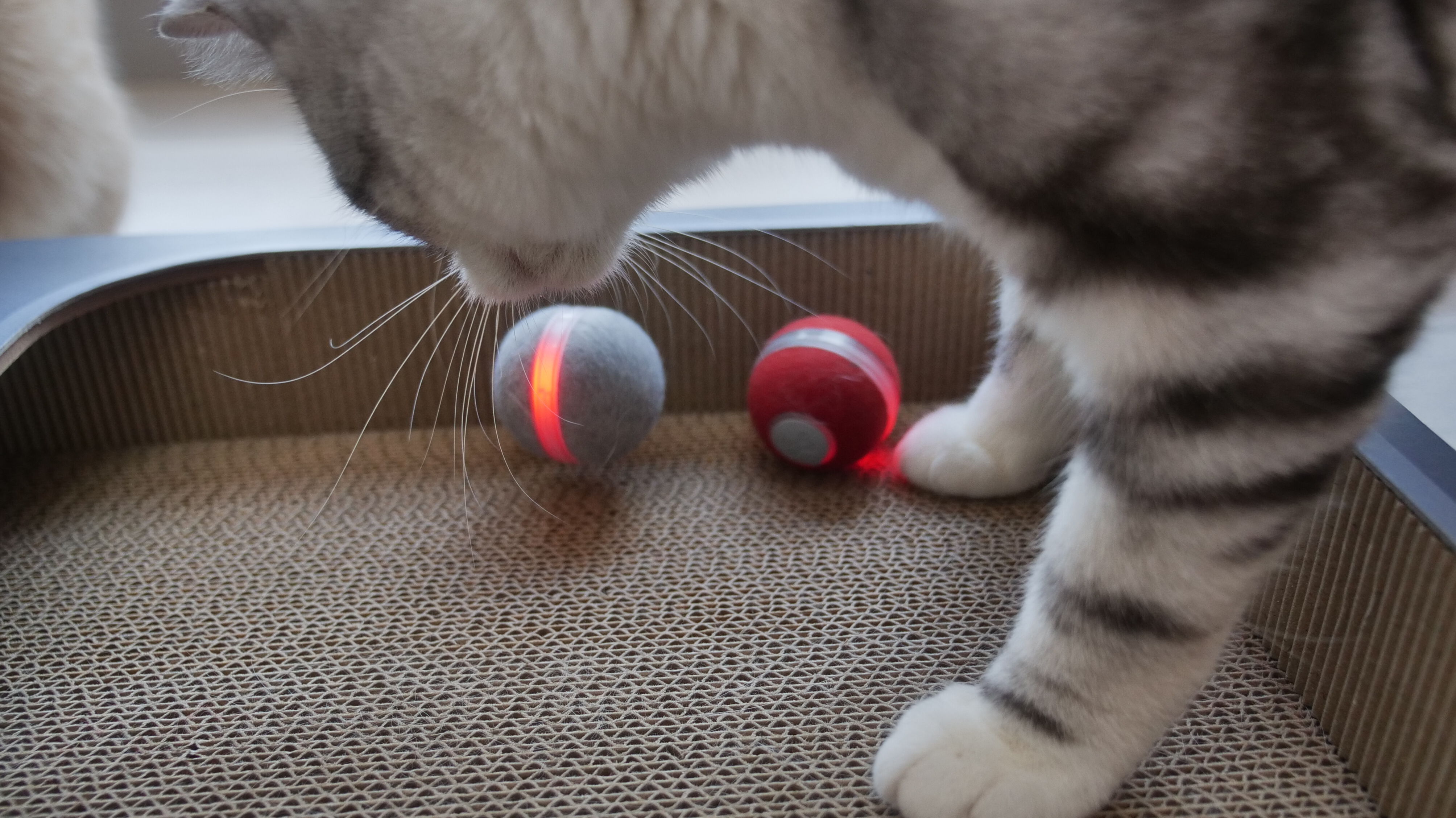 Cheerble - Balle Auto-Roulante Cheerble Ball pour Chats - Gris Image num&eacute;ro 7