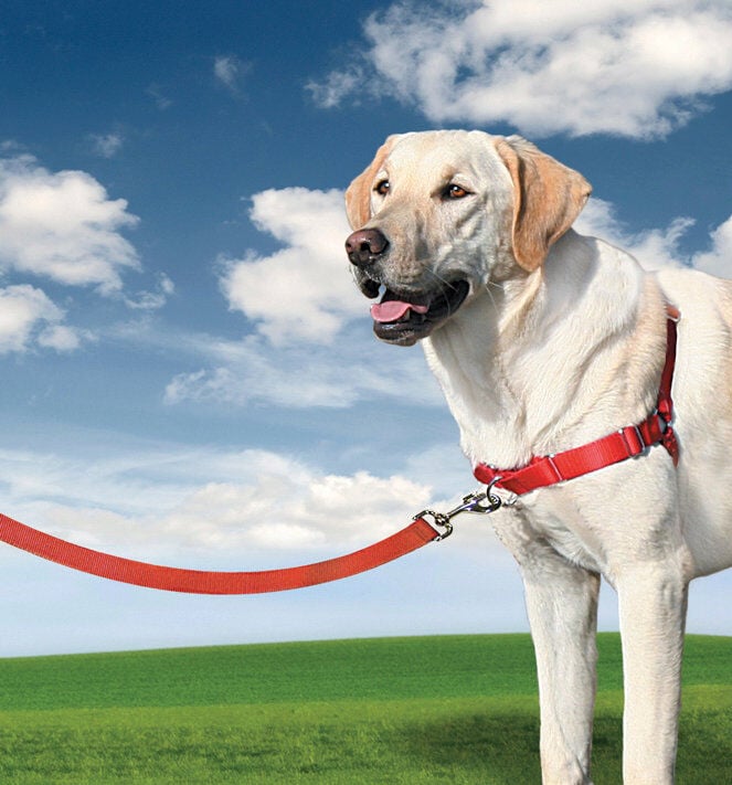 PetSafe - Harnais Easy Walk pour Chien Rouge - L Image num&eacute;ro 1