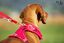 Curli - Harnais Belka Air-Mesh en Rouge pour Chien - S Indicateur image numéro 3
