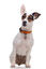 Gotoo - Collier Essentials en Nylon Premium Orange pour Chien - XS Indicateur image numéro 2