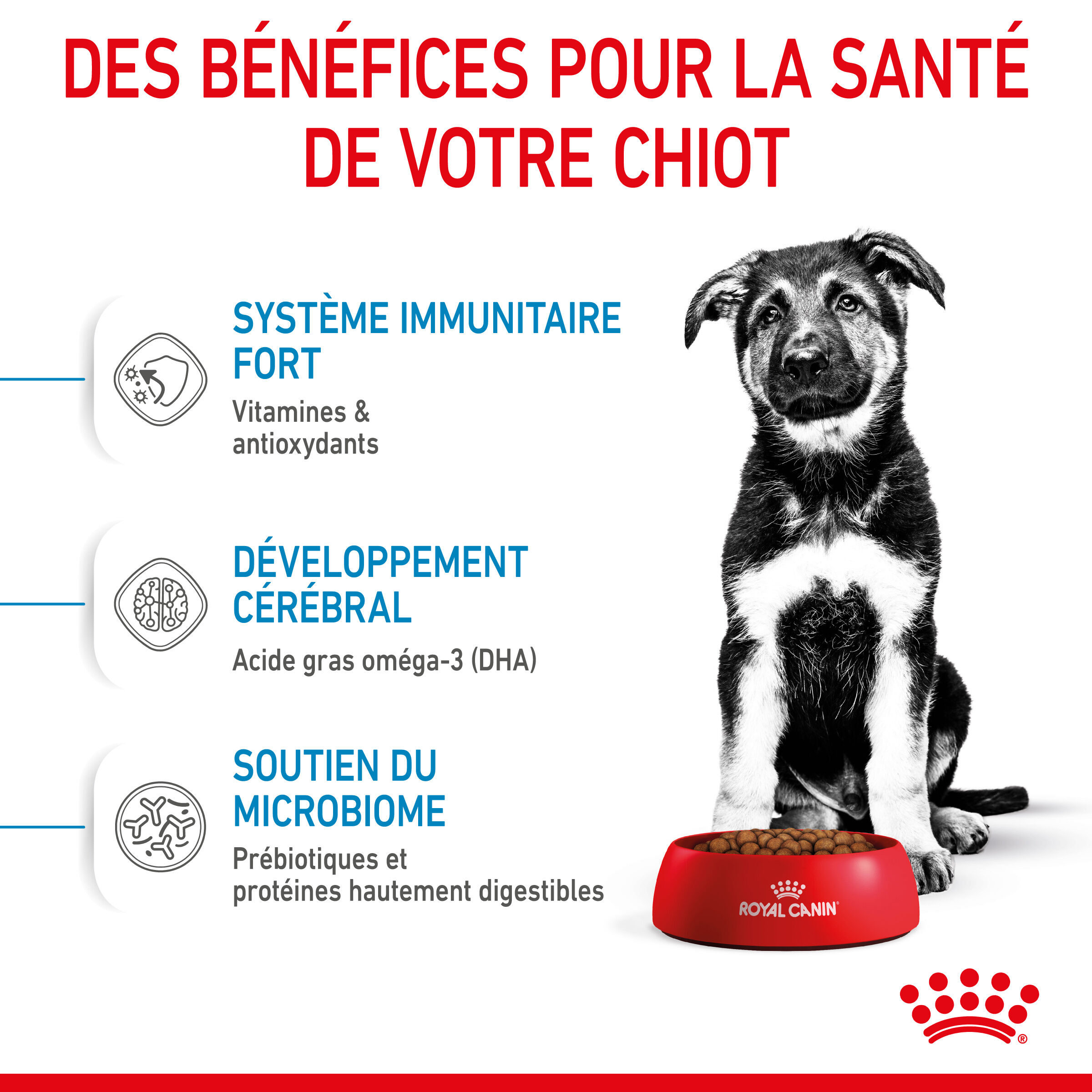 Royal Canin - Croquettes Maxi Puppy pour Chiot - 3Kg Image num&eacute;ro 3
