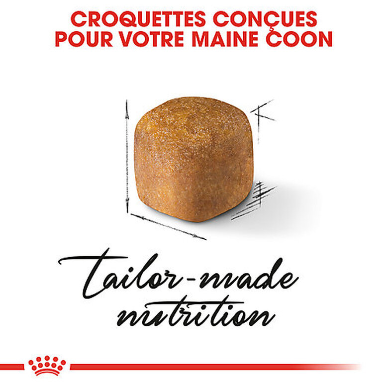 Royal Canin - Croquettes Maine Coon Kitten pour Chatons - 10Kg image number null