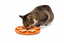 Leeby - Tapis &agrave; L&eacute;cher Fleurs pour Chiens - Orange Indicateur image num&eacute;ro 4