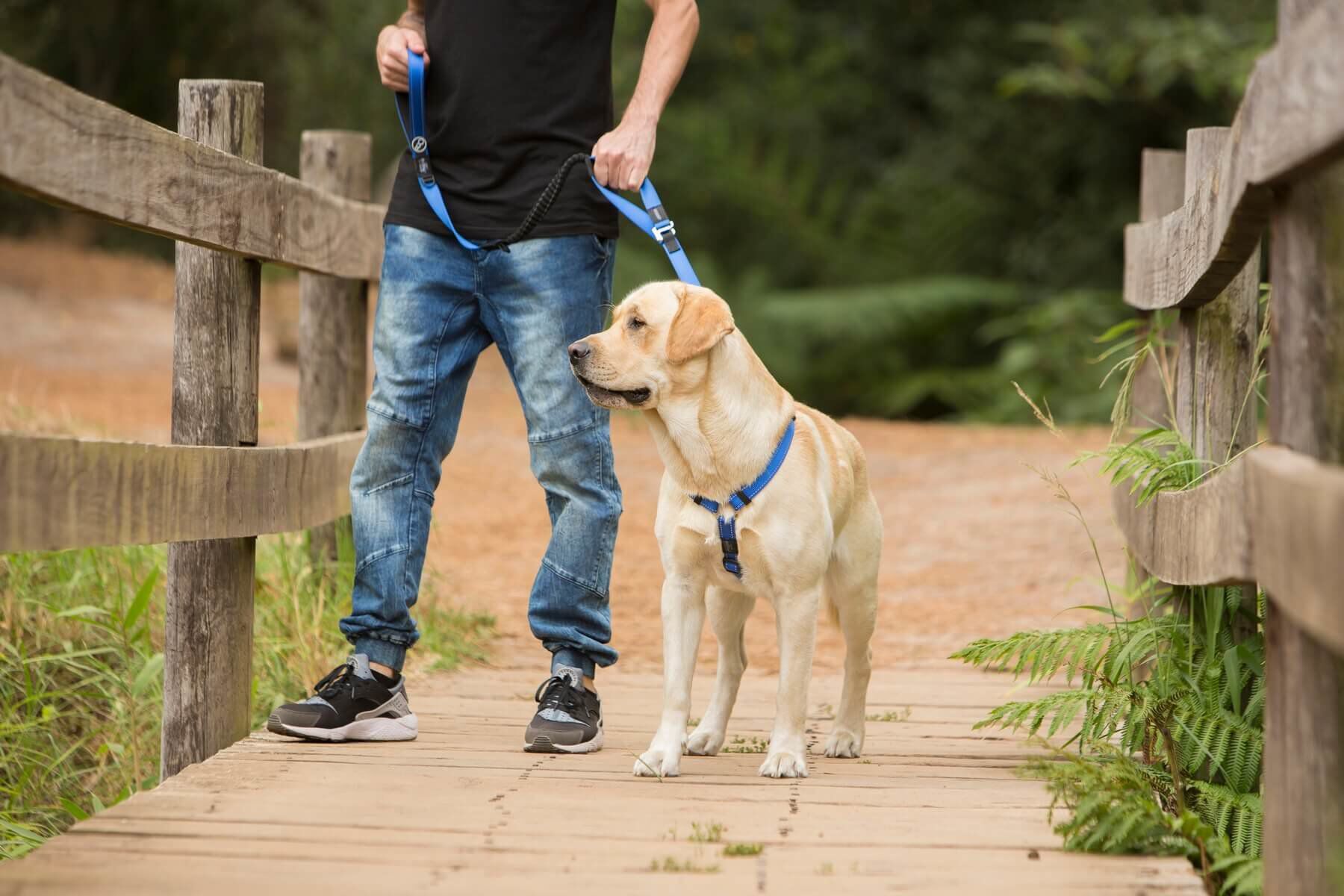 Rogz - Laisse Control Lead Anti-choc pour Chien - Noir Image num&eacute;ro 5