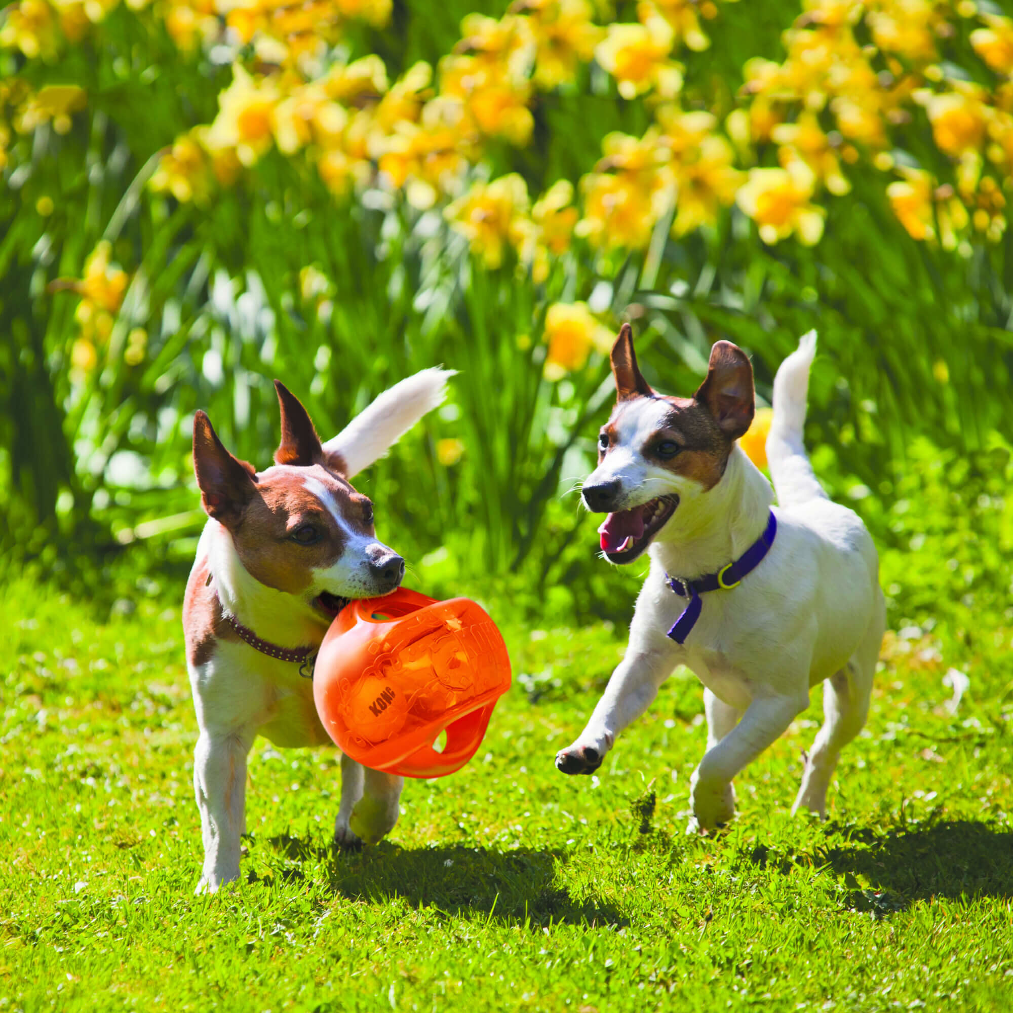 Kong - Jouet Balle Jumbler Ball pour Chien - M/L Image num&eacute;ro 2