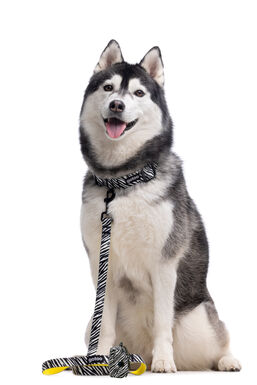 Gotoo - Collier Zèbre pour Chien