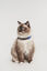 Tickless - Répulsif Antiparasitaire Mini Cat Ultrason Rechargeable pour Chats - Bleu Indicateur image numéro 4
