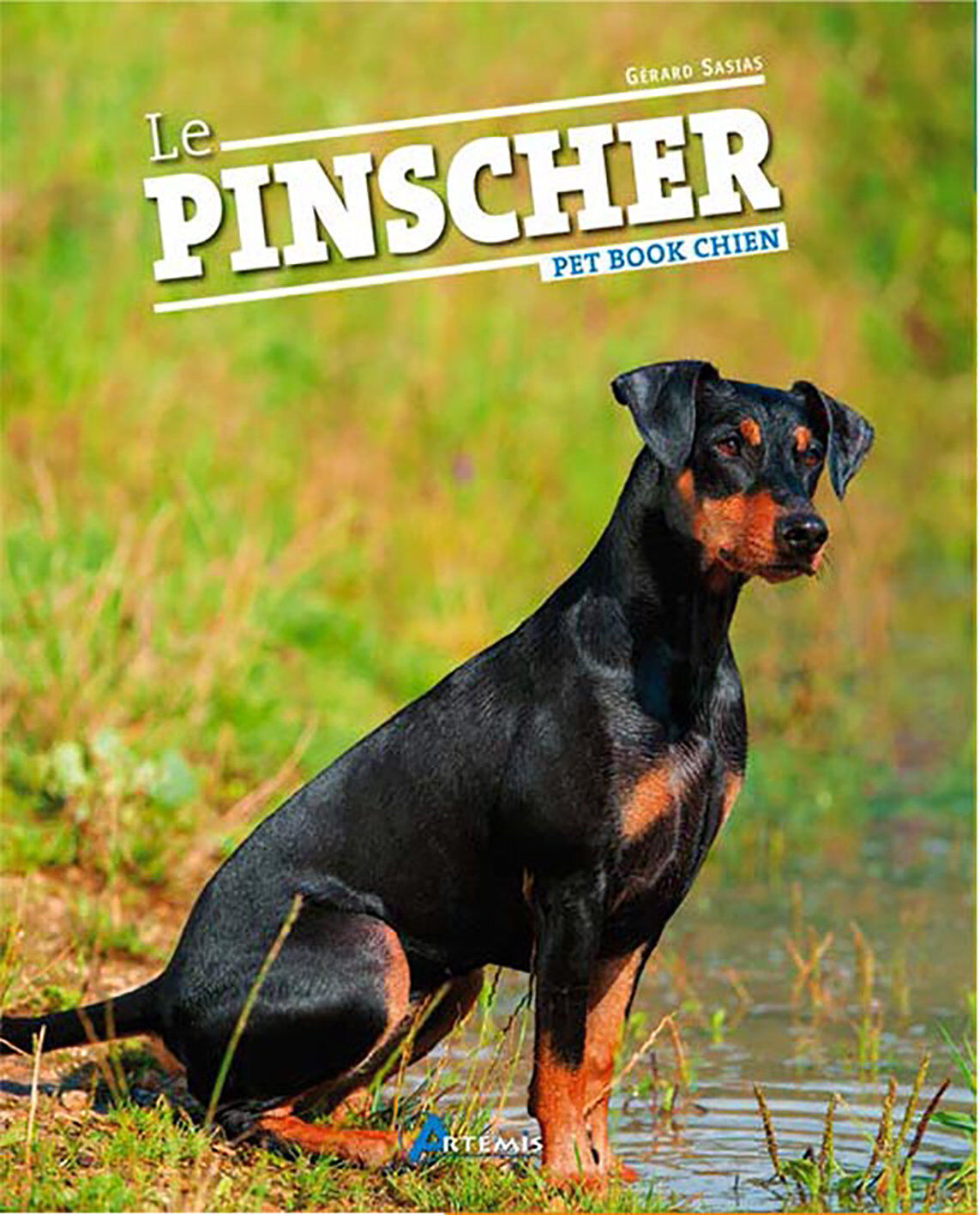 Art&eacute;mis - Le Pinscher Image num&eacute;ro 1