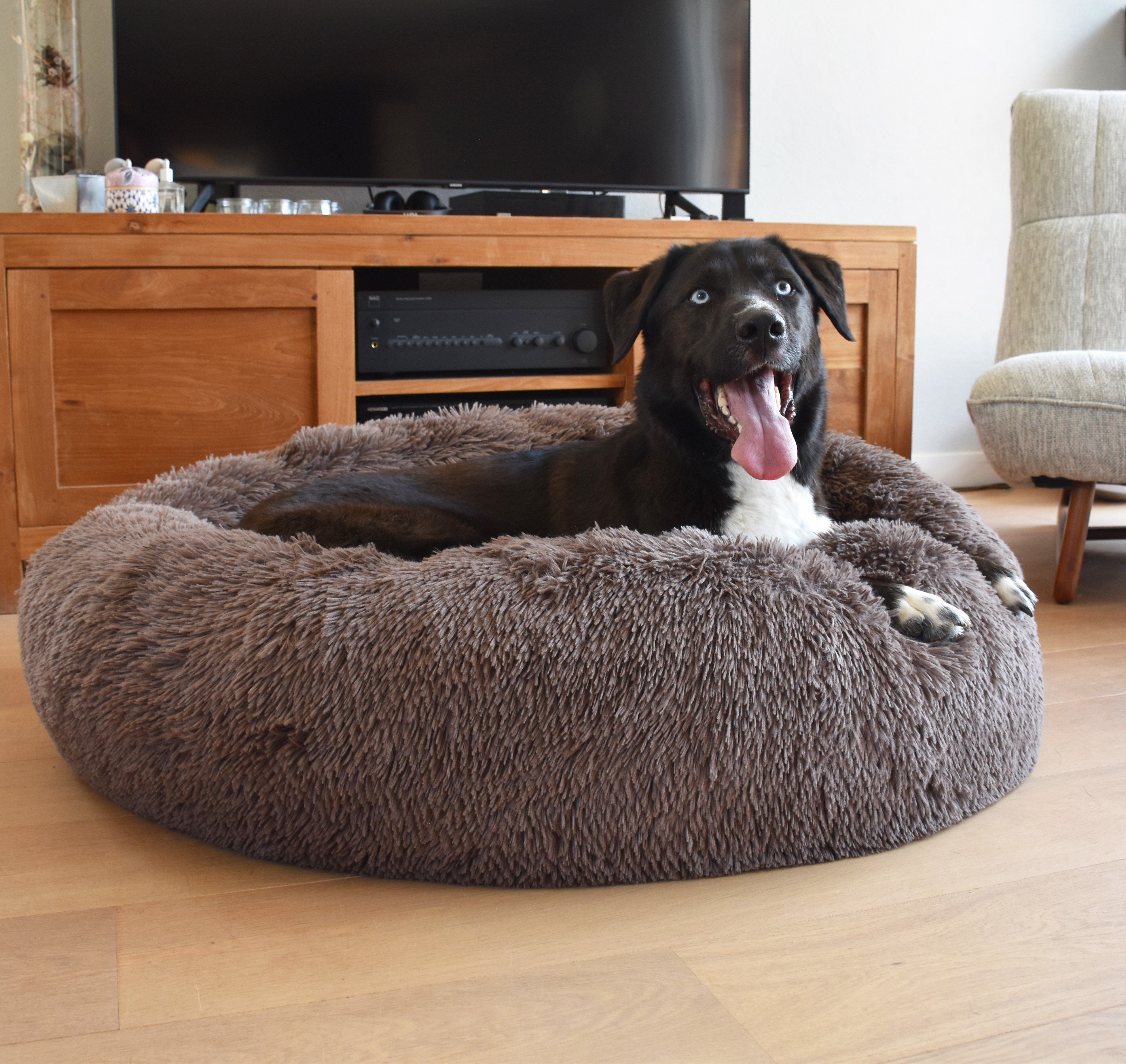 Bobby - Gamelle Geisha Bleu pour Chien Image num&eacute;ro 2