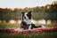 Kurgo - Plaid De Camping pour Chiens - M Indicateur image numéro 4