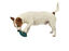 Bobby - Jouet Balle Caoutchouc Cache Friandises Vert pour Chiens Indicateur image numéro 2