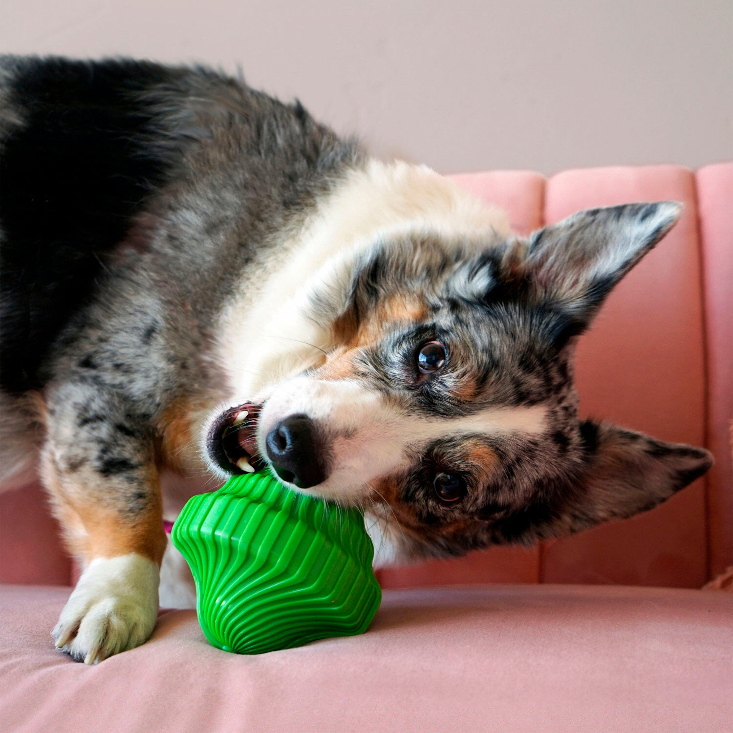 KONG - Jouet Balle Spin Squeezz Orbitz pour Chiens - M/L Image num&eacute;ro 5