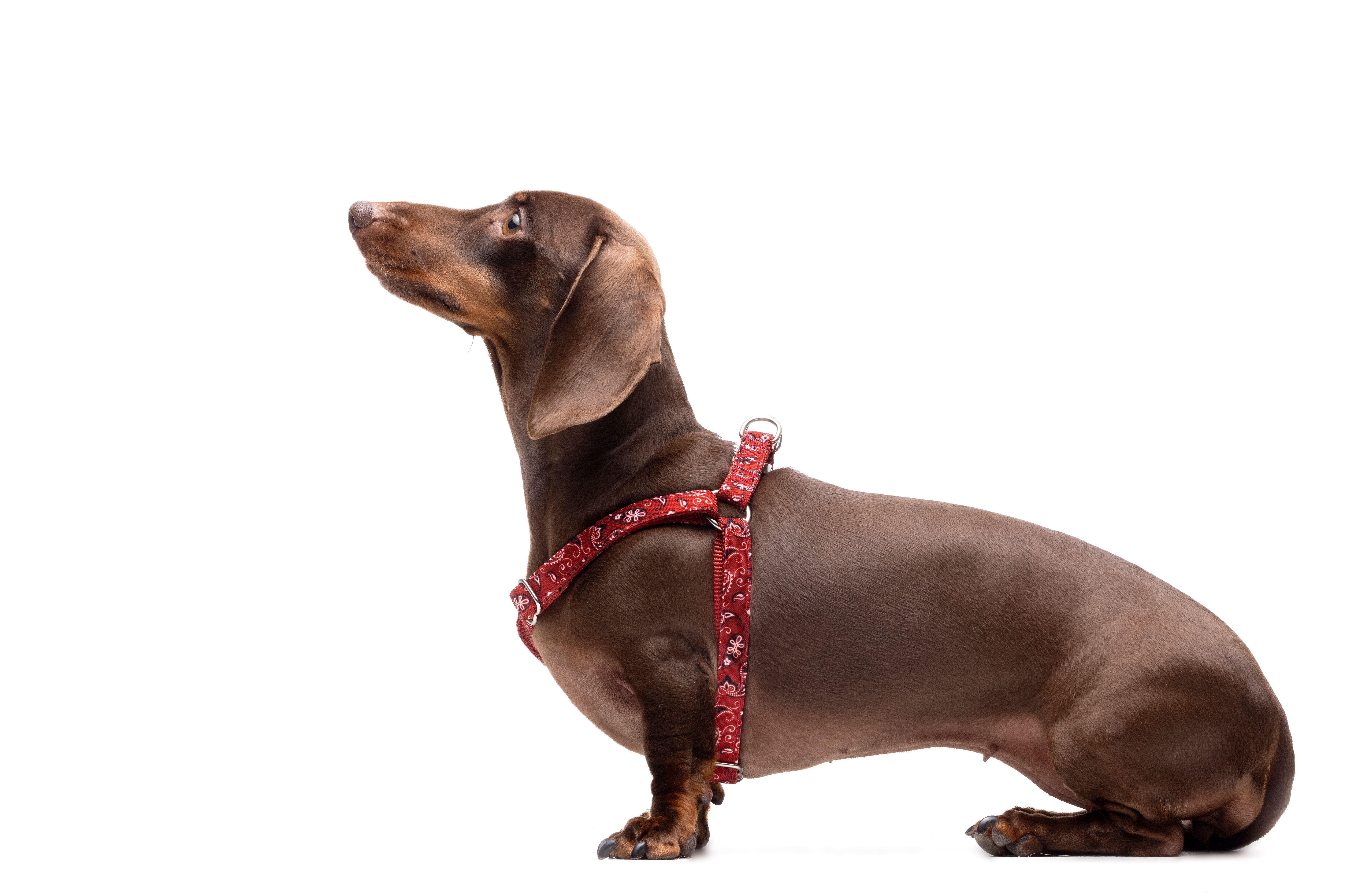 Gotoo - Harnais en Paisley Rouge pour chien - XS Image num&eacute;ro 4